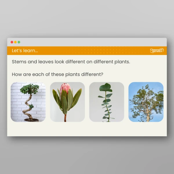 An image of the Lesson 2: What are the Different Parts of a Plant? Resource