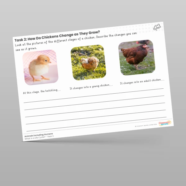 An image of the Lesson 2: How do Chickens Change as They Grow? Worksheet Resource
