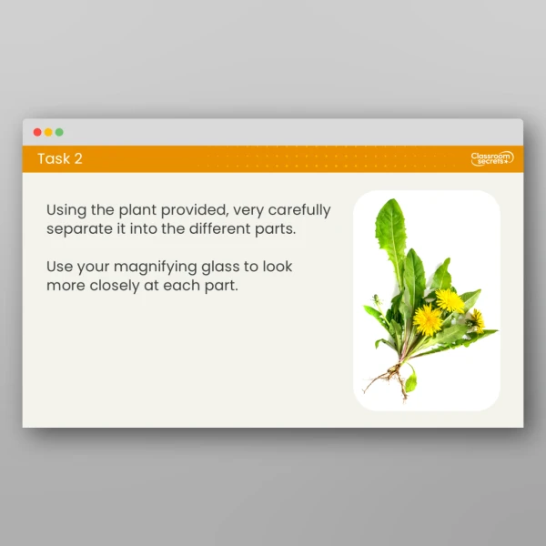 An image of the Lesson 1: What Jobs Do the Different Plant Parts Have? Resource