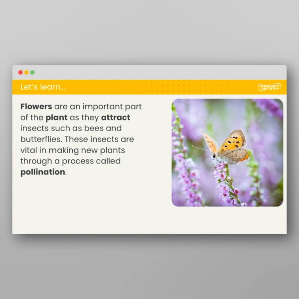 An image of the Lesson 2: Why Are Flowers Important? Investigation Resource