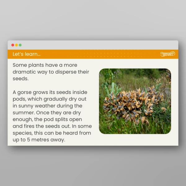 An image of the Lesson 4: What is Seed Dispersal? Resource
