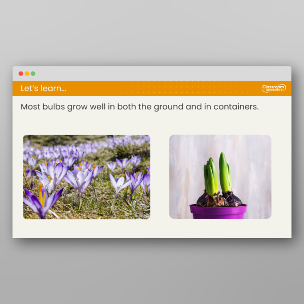 Year 2 What Are Bulbs Lesson Resource | Classroom Secrets