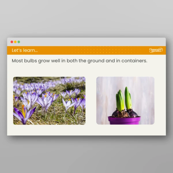 An image of the Lesson 1: What are Bulbs? Resource