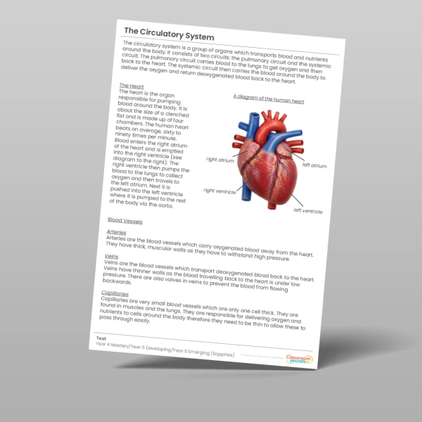 An image of the The Circulatory System Sapphire Guided Reading Pack Resource