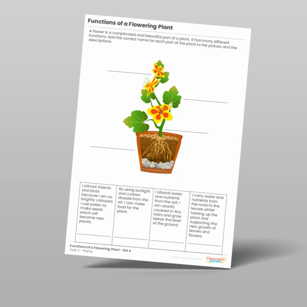 An image of the Functions of a Flowering Plant Activity Resource