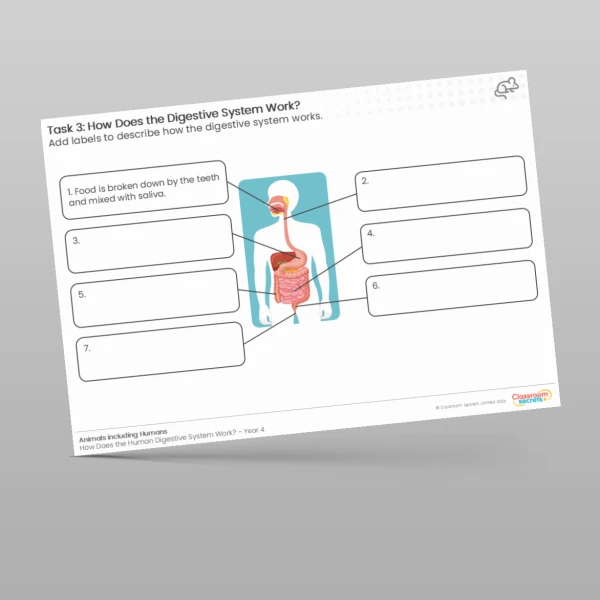 An image of the How Does the Digestive System Work? Worksheet Resource