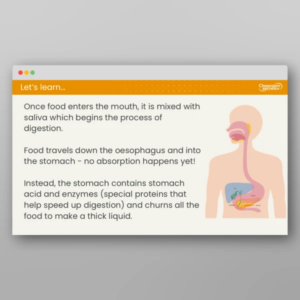 An image of the Lesson 6: How Are Water and Nutrients Transported in the Body? Resource