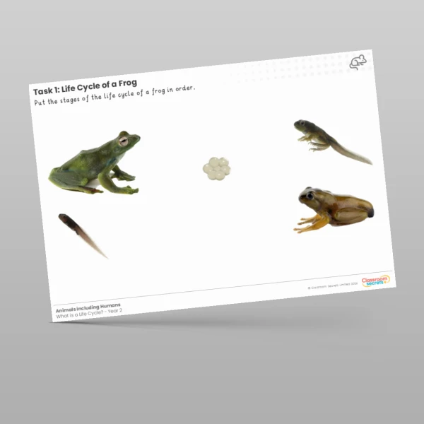 An image of the Lesson 2: Life Cycle of a Frog Worksheet Resource