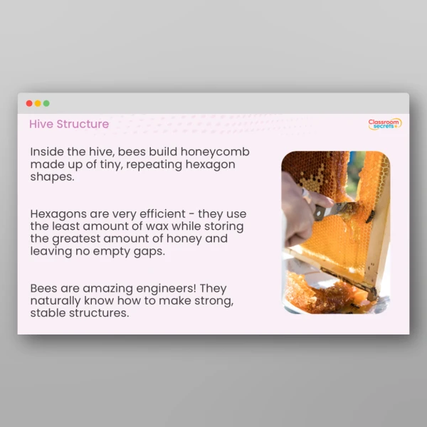 An image of the Amazing Bees Teaching PPT Resource