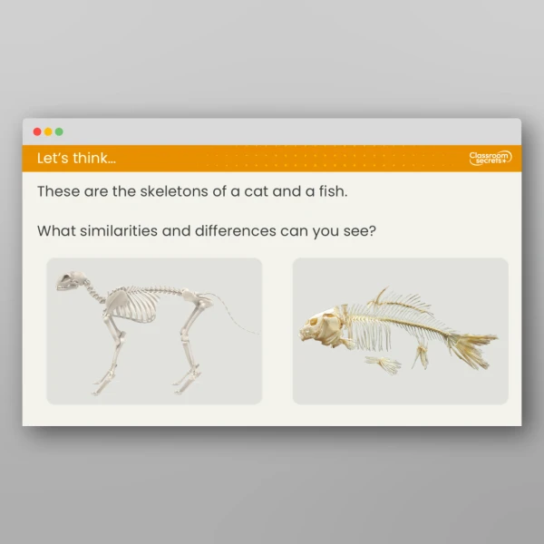 An image of the Lesson 5: How Do Animal Skeletons Differ? Resource