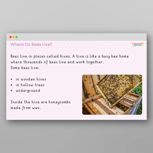 An image of the Amazing Bees Teaching PPT Resource