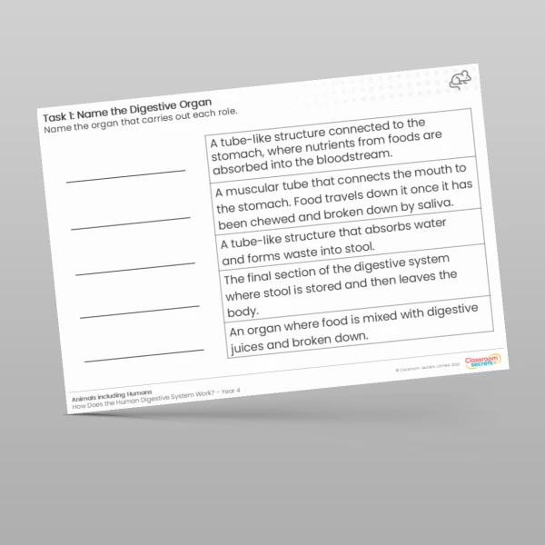 An image of the What is the Role of the Digestive Organs? Worksheet Resource
