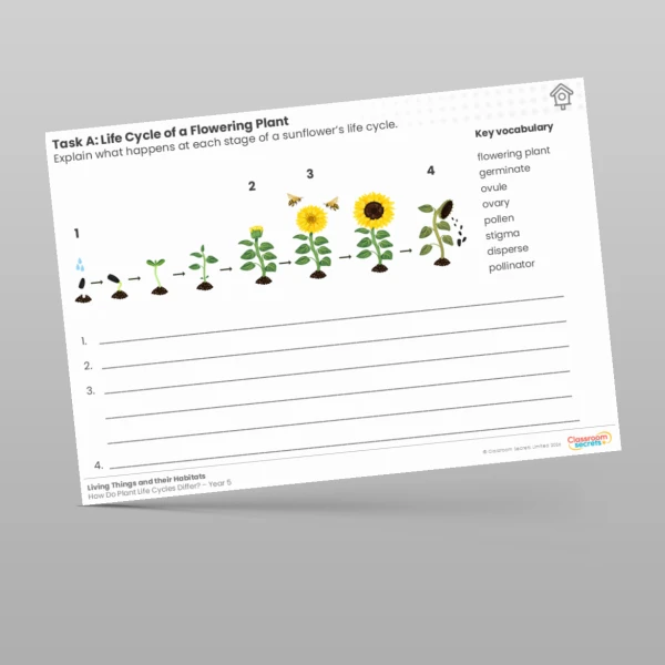 An image of the Life Cycle of a Flowering Plant Worksheet Resource