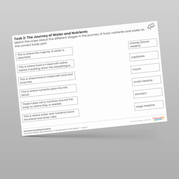 An image of the Lesson 6: Journey of Water and Nutrients Worksheet Resource