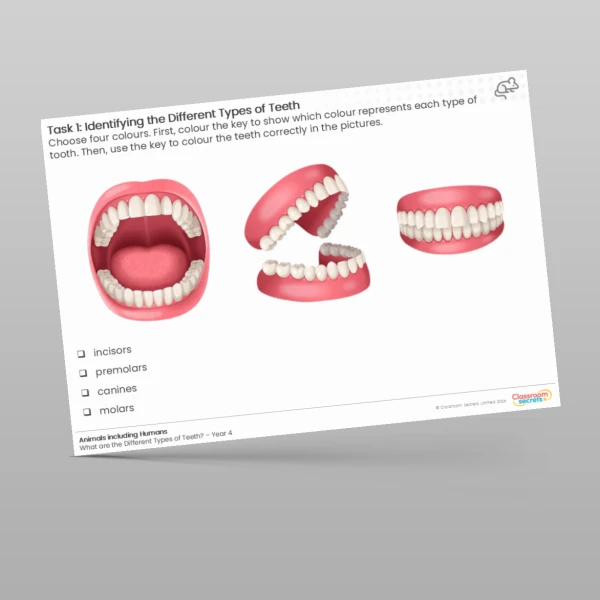 An image of the Identifying the Different Types of Teeth Worksheet Resource