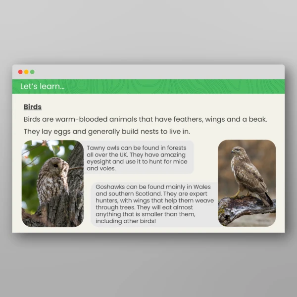 An image of the What Might Live in a Forest in the United Kingdom? Geography PPT Resource