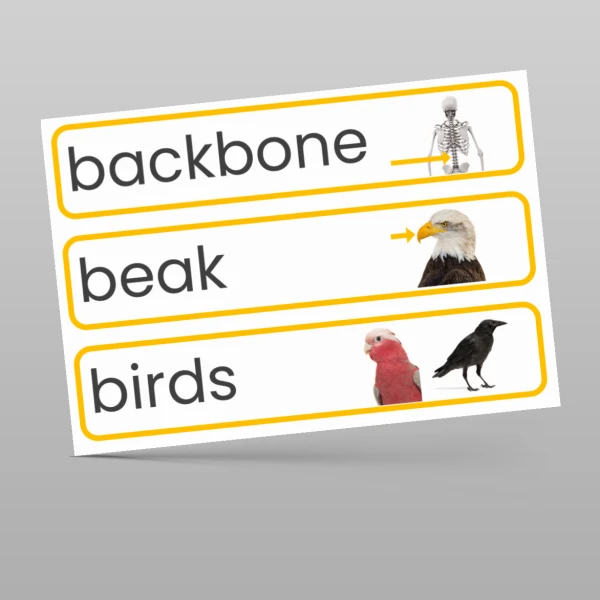 An image of the Animals including Humans Display Pack Resource