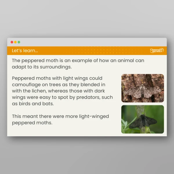 An image of the Lesson 2: How Have Living Things Changed Over Time? Resource