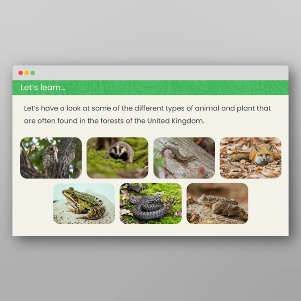 An image of the What Might Live in a Forest in the United Kingdom? Geography PPT Resource