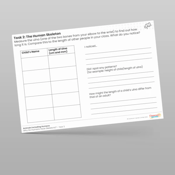 An image of the The Human Skeleton Worksheet Resource