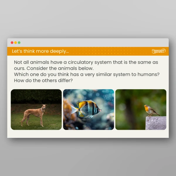 An image of the Lesson 6: How Are Water and Nutrients Transported in the Body? Resource