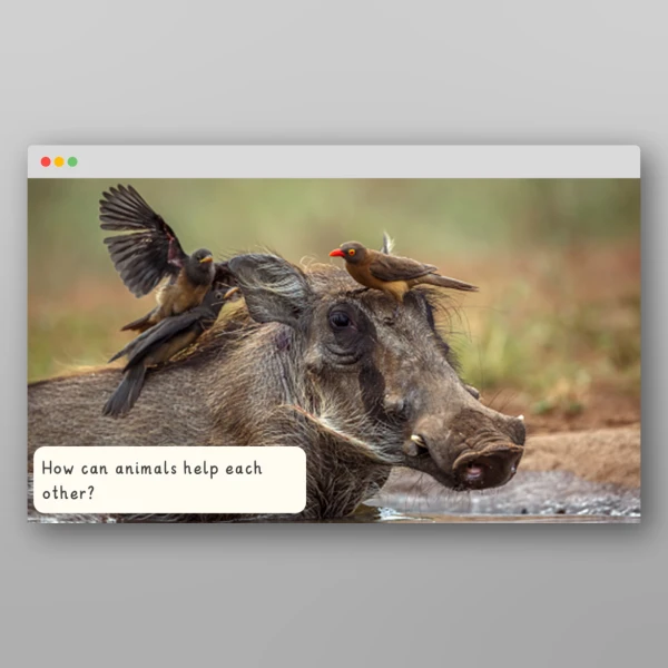 An image of the Amazing World - African Safari I Wonder Discussion Prompts Resource