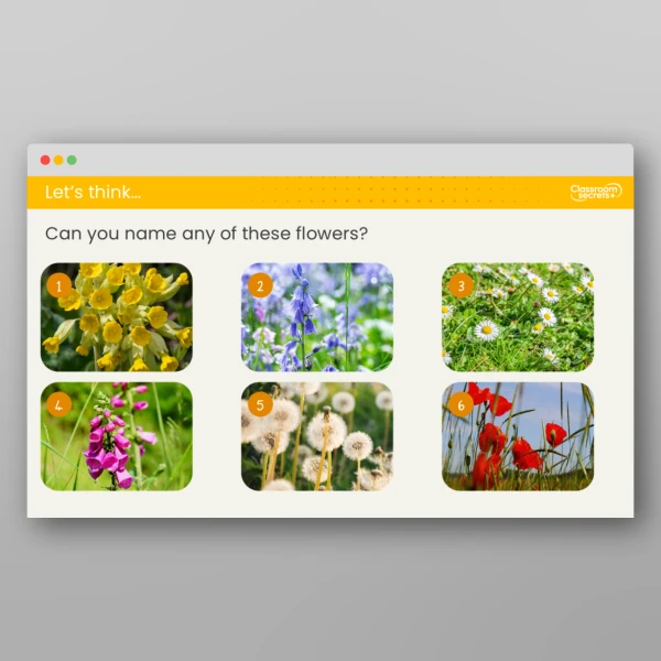 An image of the Lesson 5: Where do Wildflowers Grow? Investigation Resource