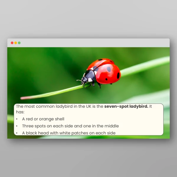 An image of the Ladybirds Activity Pack Resource