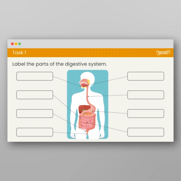 An image of the Lesson 1: What are the Digestive Organs? Resource