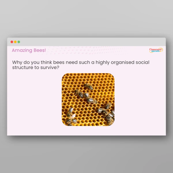 An image of the Amazing Bees Teaching PPT Resource