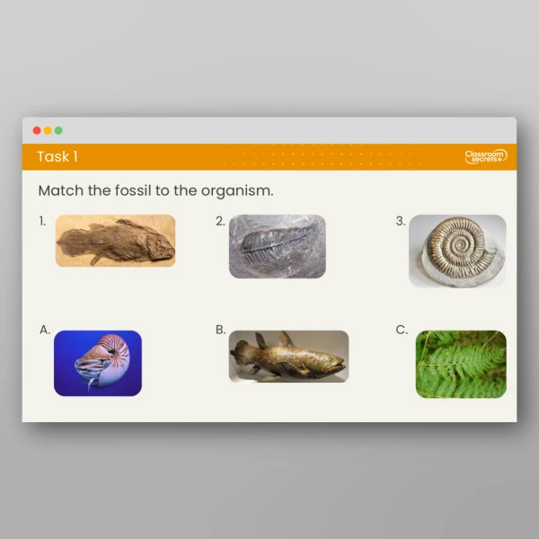 An image of the Lesson 3: How are Fossils Formed? Resource