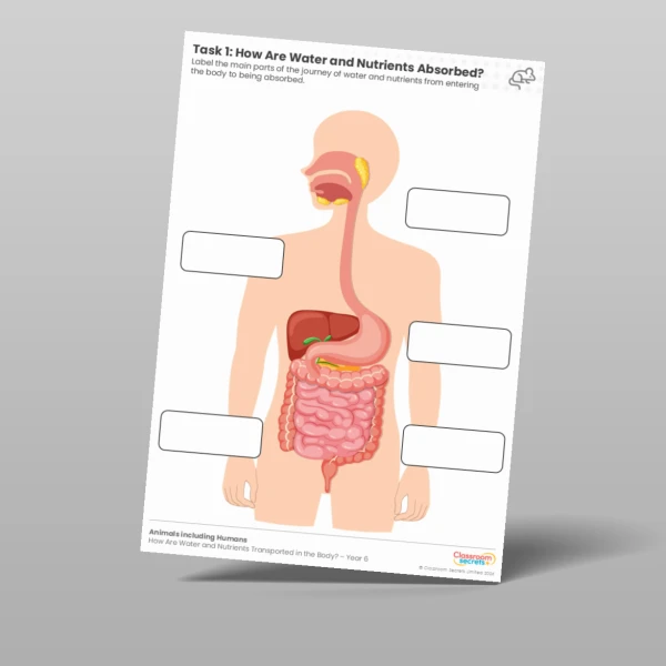 An image of the Lesson 6: How Are Water and Nutrients Absorbed? Worksheet Resource