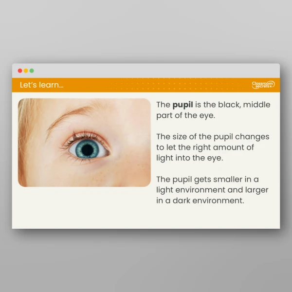 An image of the Lesson 2: How Do We See Objects? Resource