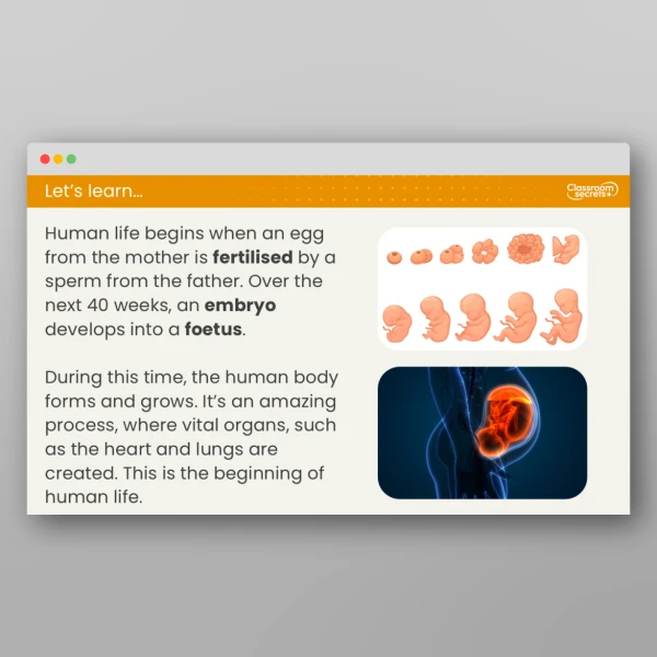 An image of the Free Lesson 1: What are the Stages of the Human Life Cycle? Resource