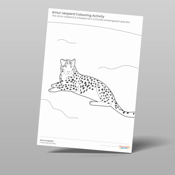 An image of the Amur Leopard Colouring Activity Resource