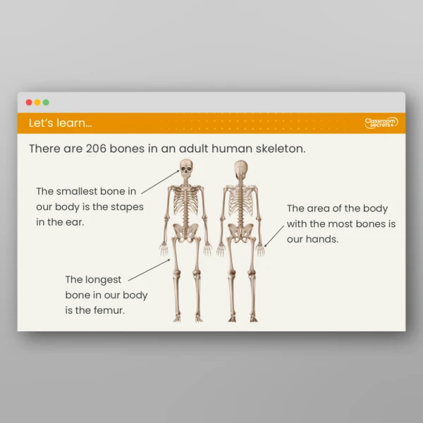 An image of the Lesson 3: Why Do Humans Have Skeletons? Resource
