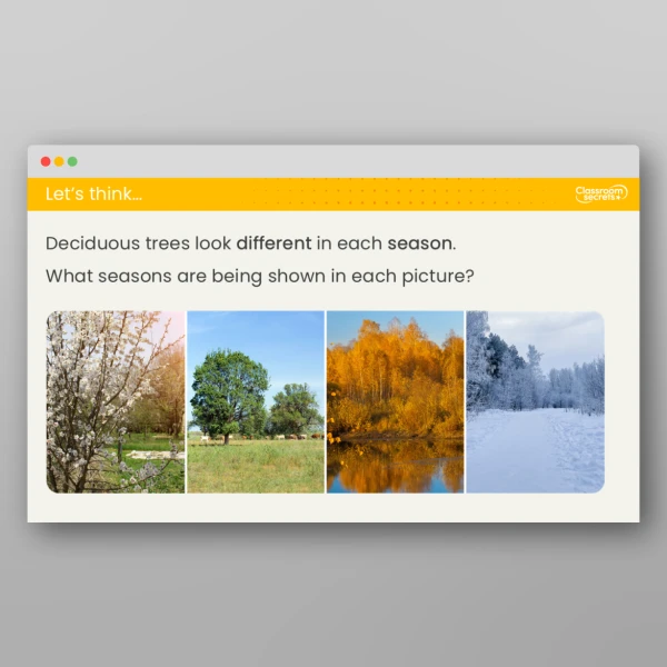 An image of the Lesson 4: What Do We Mean by Evergreen and Deciduous? Investigation Resource