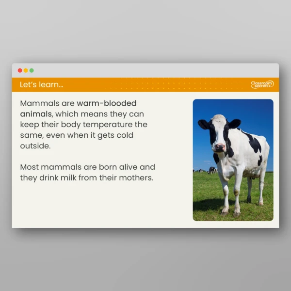 An image of the Lesson 2: What are Mammals and Birds? Resource