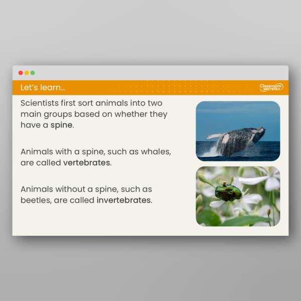Year 4 How Can We Group Animals Lesson Resource | Classroom Secrets
