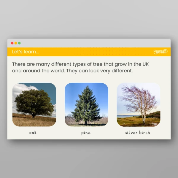 An image of the Lesson 3: What are Trees? Investigation Resource