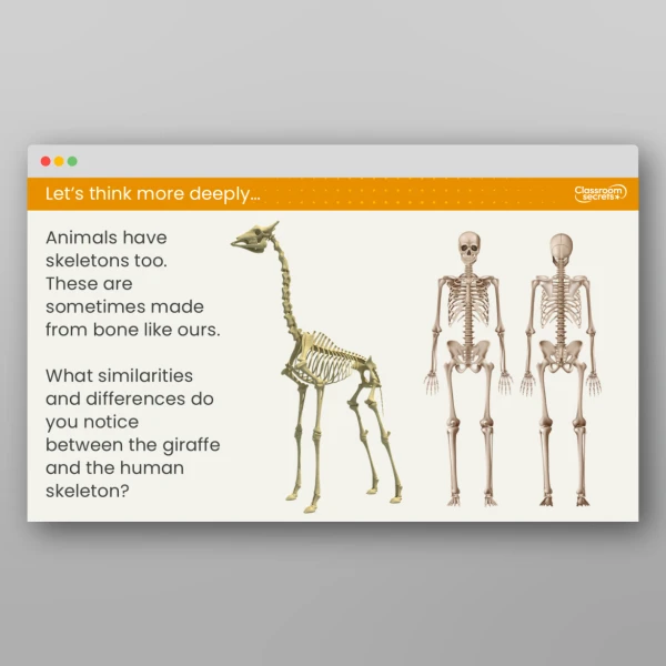 An image of the Lesson 3: Why Do Humans Have Skeletons? Resource